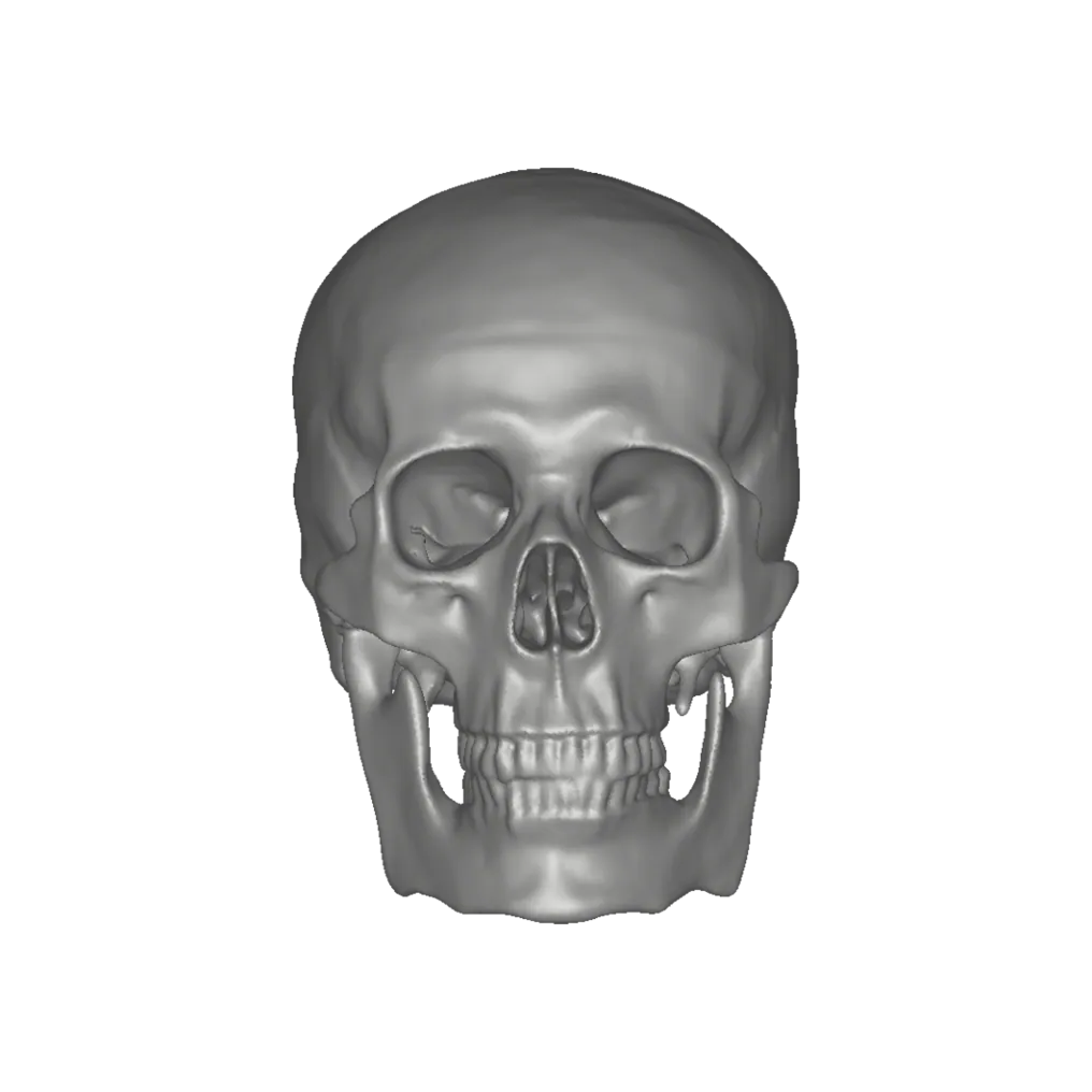 3D scan of a human skull
