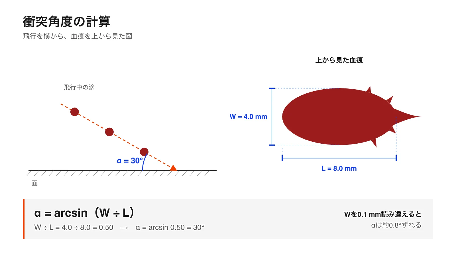 衝突角度の模式図：血液の滴が30°で面に当たり、幅4.0 mm、長さ8.0 mmの血痕を残すため、α = arcsin（W ÷ L）= 30°